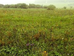 -塞罕坝国家级自然保护区