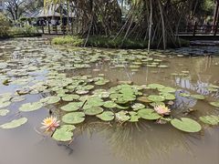 -中国科学院西双版纳热带植物园