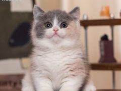 -小猫来了·猫舍(红山六九七九店)