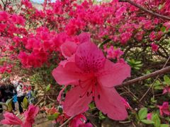 -木兰云雾山