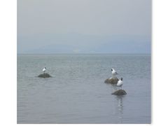 -洱海月湿地公园