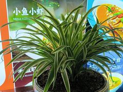 -小秦淮·南京土菜(新亭西路店)