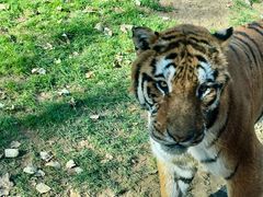 -北京野生动物园