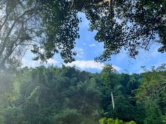 -西双版纳原始森林公园