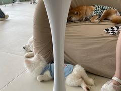 -怪兽屋·羊驼·猫咖·狗咖(俊华广场店)