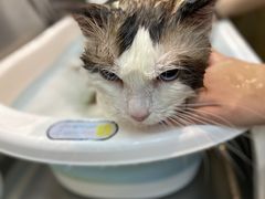 -PETKIT小佩宠物·低压洗护(国顺东路店)