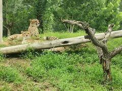 -北京野生动物园