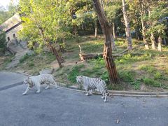 -大连森林动物园