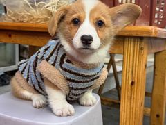 -刘记姐妹烧烤(十二中街店)