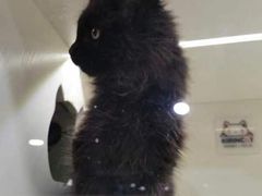 -十年猫舍·猫咪专门店(普陀店)