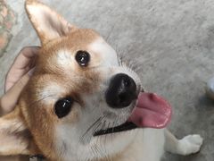 -柴犬高等学院·狗咖·柴犬售卖·宠物训练