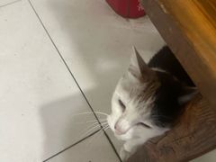 -洁美凉粉店(温江店)