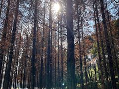 -宜兴龙背山森林公园
