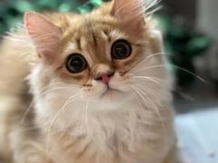 -猫大福·Fortune Cat猫舍(百子湾店)