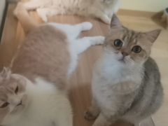 -Meowの猫咖(万家丽店)