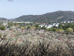 -香雪海