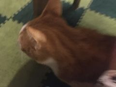 -猫猫幼稚园·撸猫·桌游·电玩