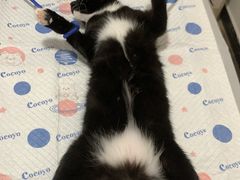 -灵美宠物诊所