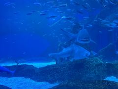 -海合安成都极地海洋公园