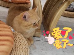 -飞行喵MR PILOT|猫舍·猫咖(静安大融城店)