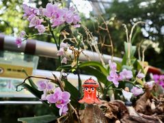 -中国科学院华南植物园