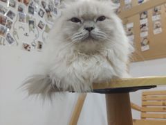-楼上猫咖(罗湖店)