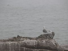 -海驴岛(荣成市)
