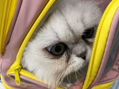 -安安宠医宠物医院·异宠·犬猫内科(岳阳分院)
