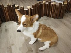 -浣熊柯尔鸭土拨鼠·电玩咖