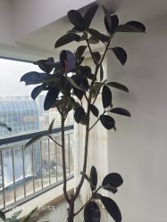 -HEYAN荷妍专业脱毛连锁机构