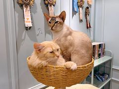 -安格丽娜·狗咖·猫咖羊驼咖(春熙路百盛商场店)