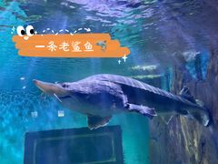 -重庆欢乐海底世界