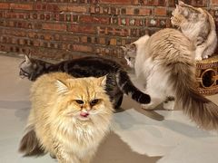 -豆逗聊愈猫阁Easy Life