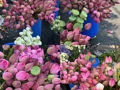 -成都中医药大学(温江校区)