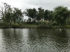 -上海长兴岛郊野公园