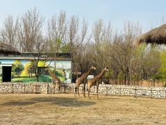 -北京野生动物园