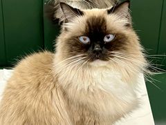 -安格丽娜·狗咖·猫咖羊驼咖(春熙路百盛商场店)