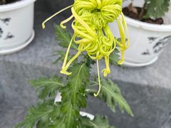 -重庆园博园