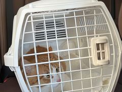 -乖乖宠物医院·猫科·急重症中心(车站北路分院)