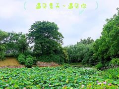 -月湖风景区