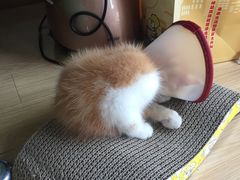 -京西宠物诊所(昆明店)