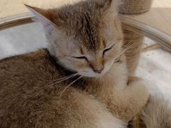 -楼上猫咖(罗湖店)