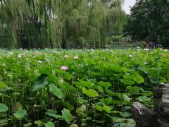 -莲湖公园