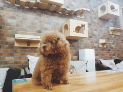 -more than meow吴止猫主题餐厅(承德 中船汇店)