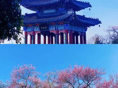 -梅花山(明孝陵内)