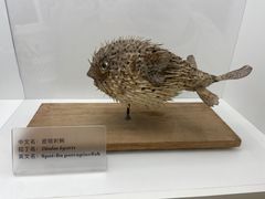 -上海海洋水族馆