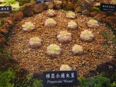 -中国科学院西双版纳热带植物园