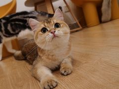 -有喵·猫咖·狗咖·30几只猫10只小狗(岗厦店)