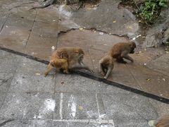 -黔灵山公园