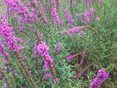 -长春公园(普阳街道)